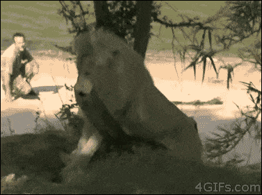 정글의왕.gif