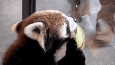 tumblr_nlqznf4W4W1s02vreo1_400.gif