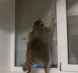 tumblr_n348khT3kK1sphr6ao2_250.gif