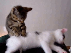 고양이마사지움짤.gif