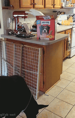 GAo54f5f7575caf9.gif