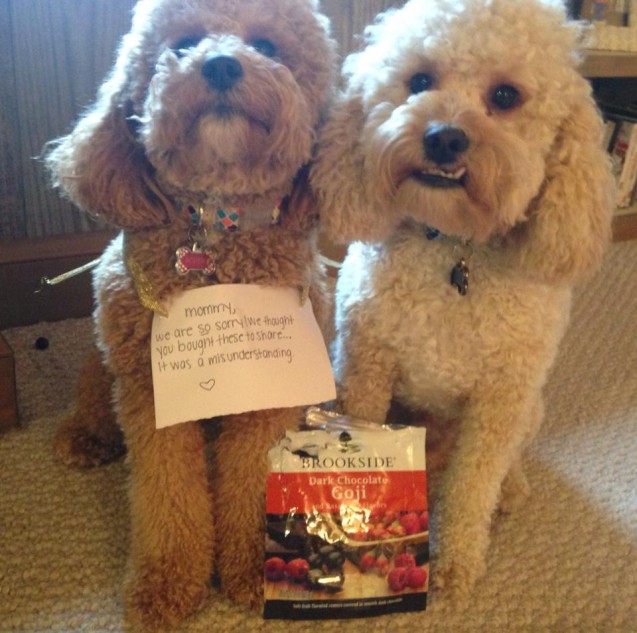 dogshame.jpg