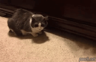 몰래가저가기.gif