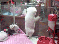 42876648.gif
