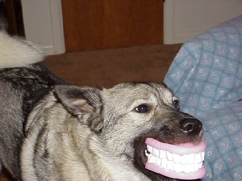 Animal-Dog-Teeth.jpg