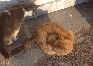 cat.gif