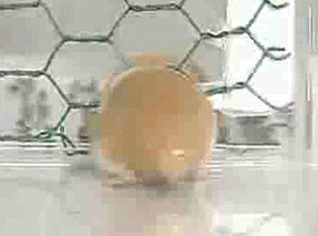 쏘옥 움짤.gif