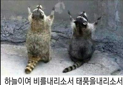 daum_net_20171114_092859.jpg