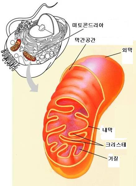 %B9%CC%C5%E4%C4ܵ帮%BE%C6_%B1%B8%C1%B6.jpg