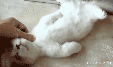 귀여운 냥이.gif