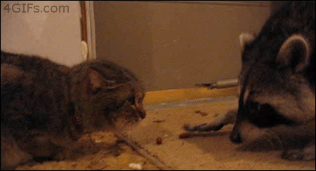 tumblr_n46ylcnaIe1sl65gvo4_r1_500.gif