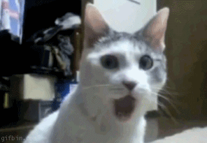 고양이놀람움짤.gif