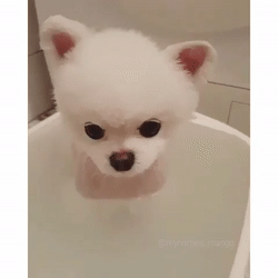 1511085214_323599243.gif