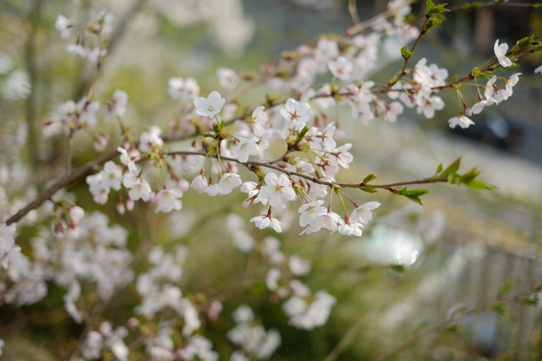 DSCF5657.jpg