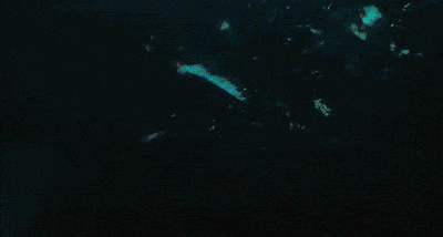 신기한 도마뱀 영상.gif