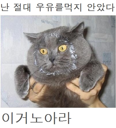 고양이.jpg