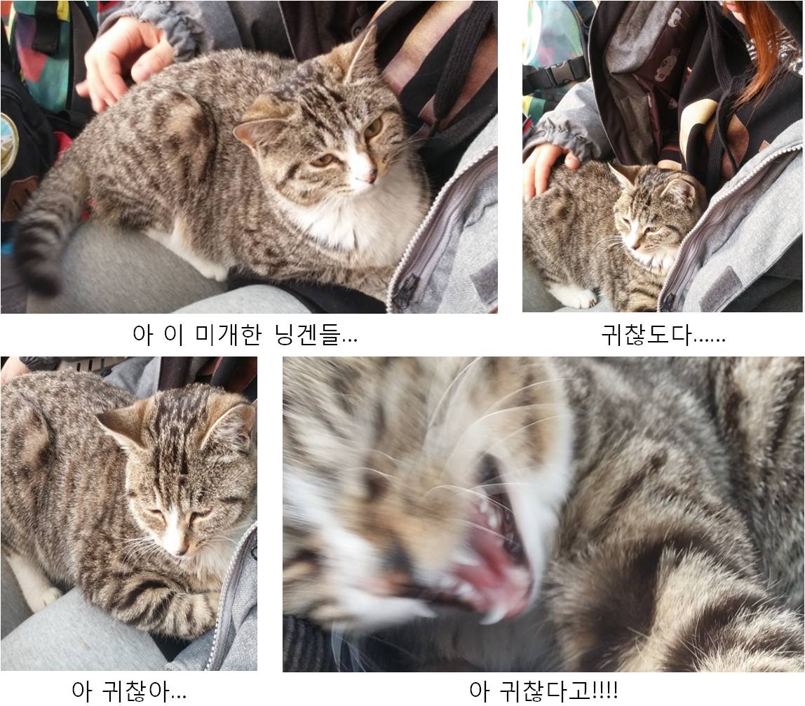 카빙이.jpg