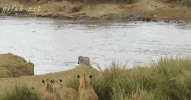 (개놀람)사자가우글우글.gif