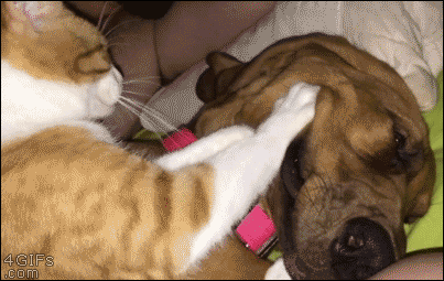 오빠 내가 안마해줄께...gif