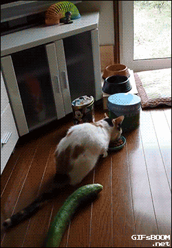 resource6.gif