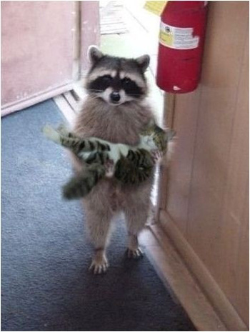 raccoonkidn.jpg