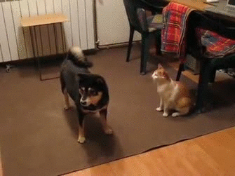 싸우장.gif