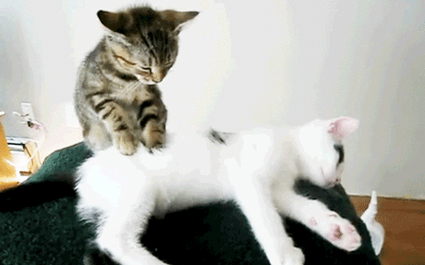 78639b84a860ed3cbe1b203a353100d7cc6ee9db_m.gif