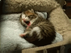 자자.gif