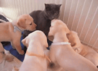 다굴.gif