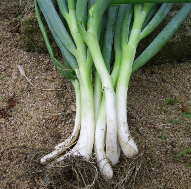 대파.jpg