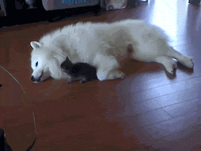 놀장...gif
