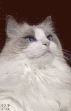 신세계를 맛본 야옹이.gif