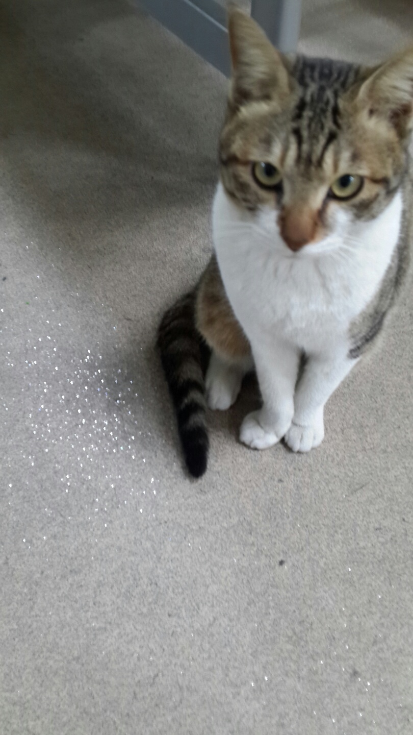 KakaoTalk_20150215_211704477.jpg