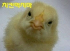 치킨먹지마.jpg