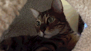 강력한 리액션.gif