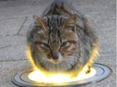 cat-01.jpg