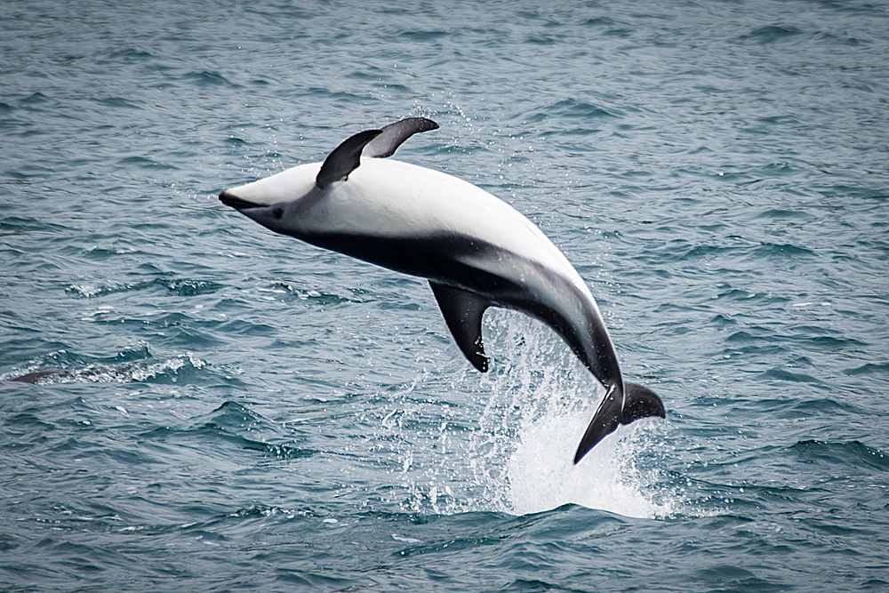 Dolphin Backflip.jpg