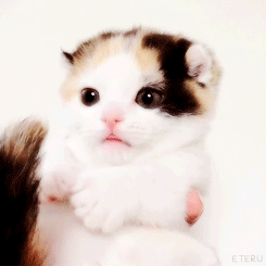 KakaoTalk_20150214_000701754.gif