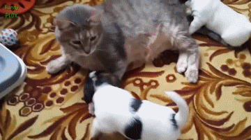 개때.gif