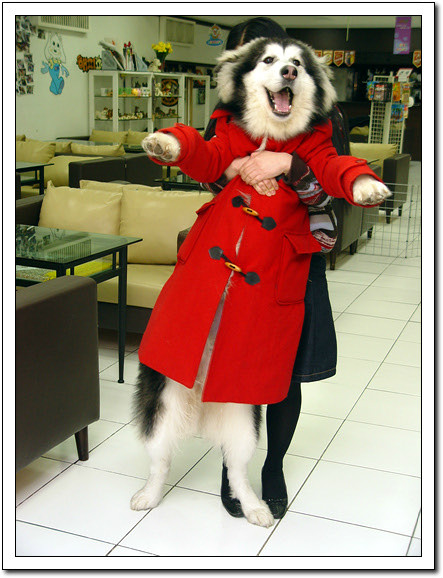 husky~2.JPG