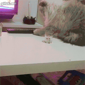 컵미는 고양이.gif