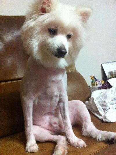 개털.jpg