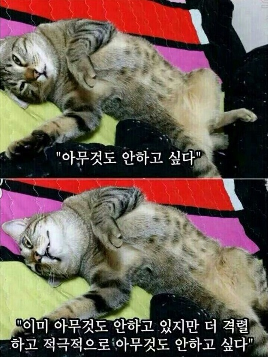 아무것도냥.jpg