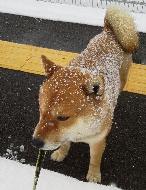 KakaoTalk_20180411_140530736.jpg