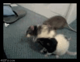쥐파이팅움짤.gif