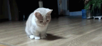 야옹이.gif