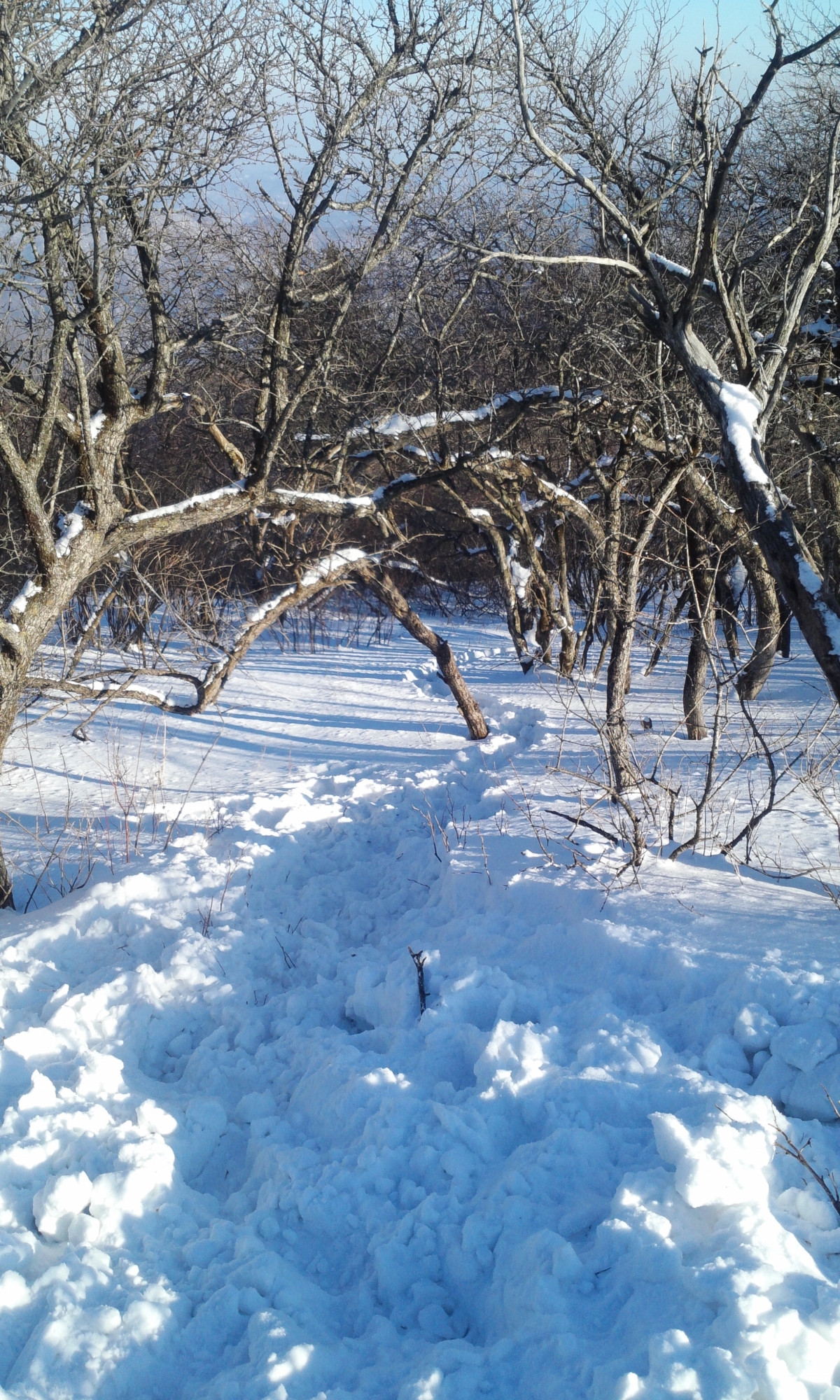 IMG_20150131_155050.jpg