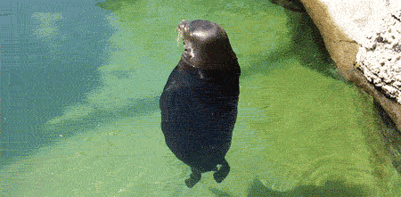 (무념무상) 물개.gif