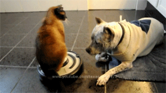 20150423_123547_900025189.gif