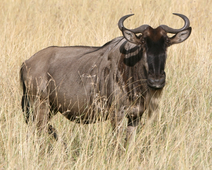 gnu-002.jpg